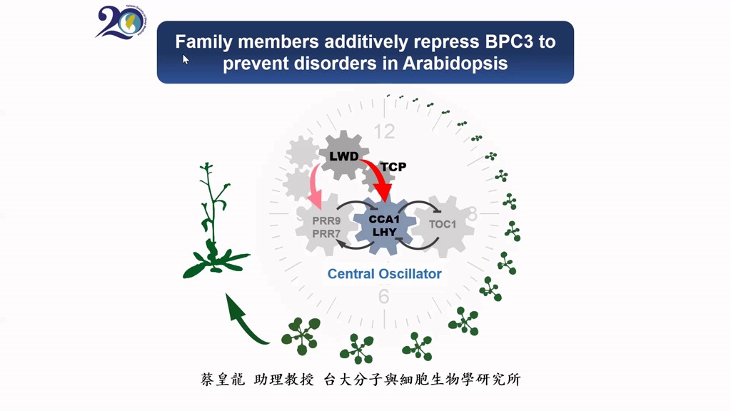 Family members additively repress the ectopic expression of BASIC PENTACYSTEINE3 to prevent disorders in Arabidopsis vegetative development