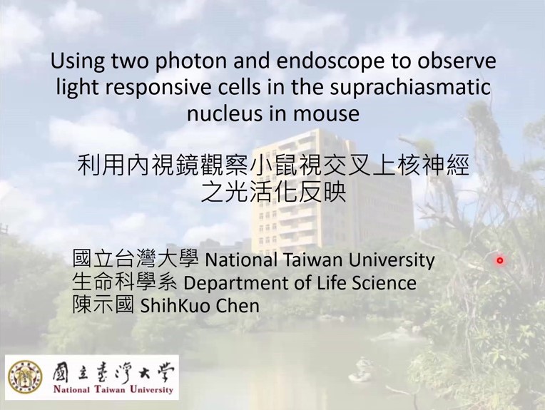 Using two photon and endoscope to observe light responsive cells in the suprachiasmatic nucleus in mouse